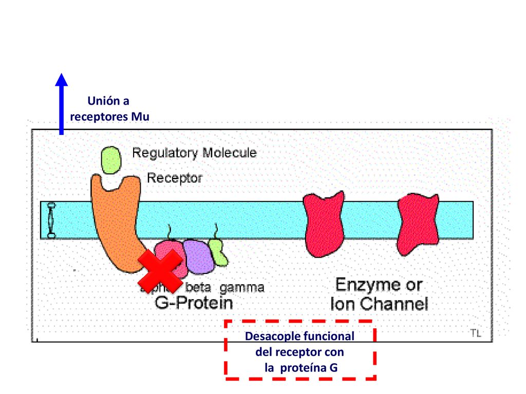 Unión a receptores Mu Desacople funcional del receptor con