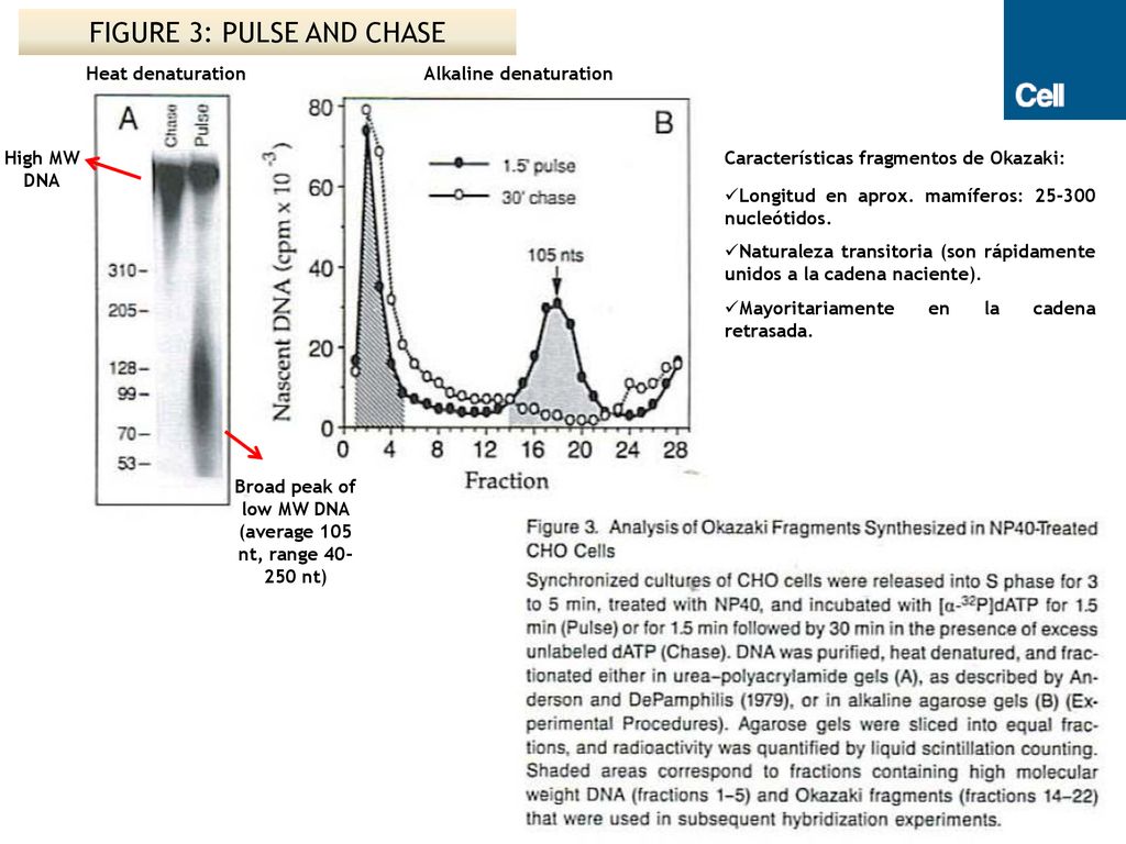 Broad peak of low MW DNA (average 105 nt, range nt)