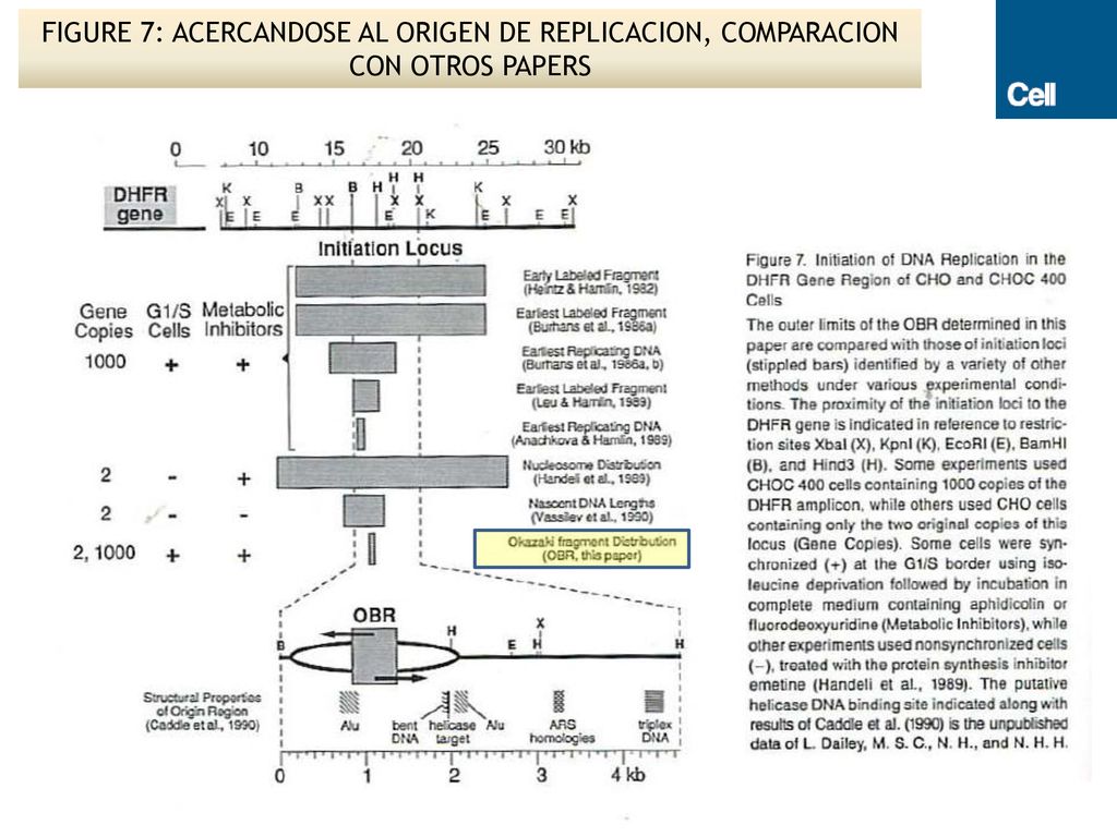 FIGURE 7: ACERCANDOSE AL ORIGEN DE REPLICACION, COMPARACION CON OTROS PAPERS