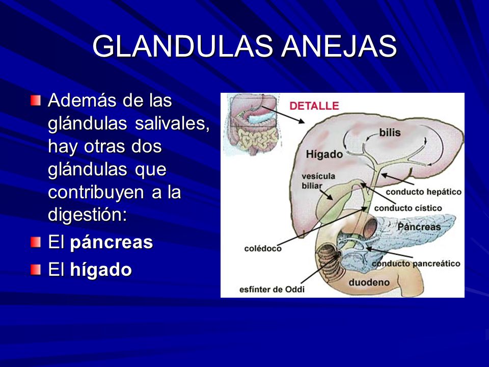 GLANDULAS ANEJAS Además de las glándulas salivales, hay otras dos glándulas que contribuyen a la digestión: