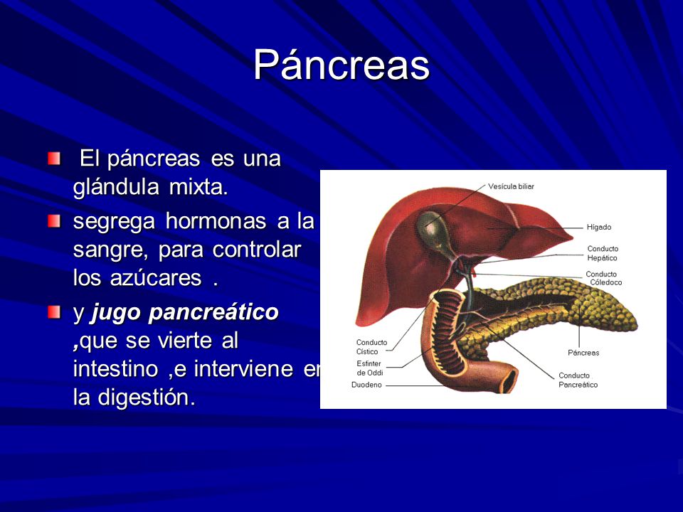 Páncreas El páncreas es una glándula mixta.