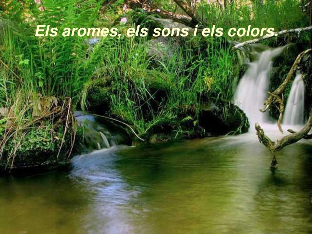 Els aromes, els sons i els colors.