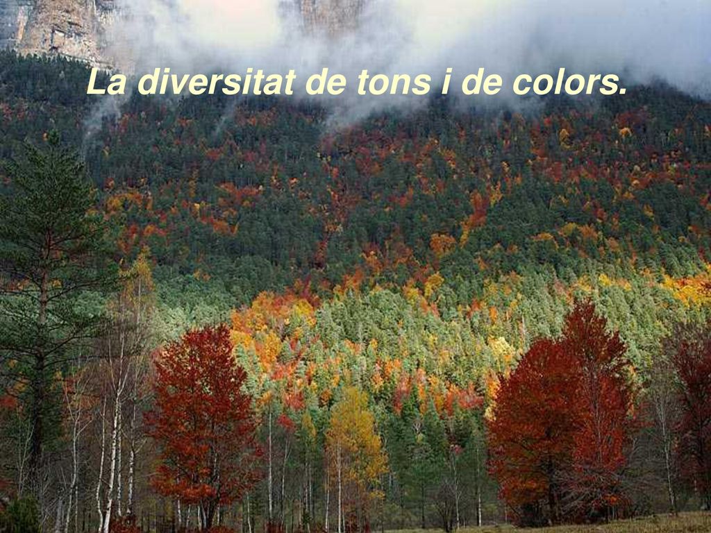 La diversitat de tons i de colors.