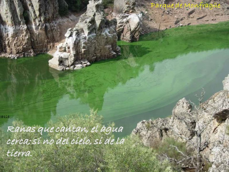 Ranas que cantan, el agua cerca; si no del cielo, si de la tierra.