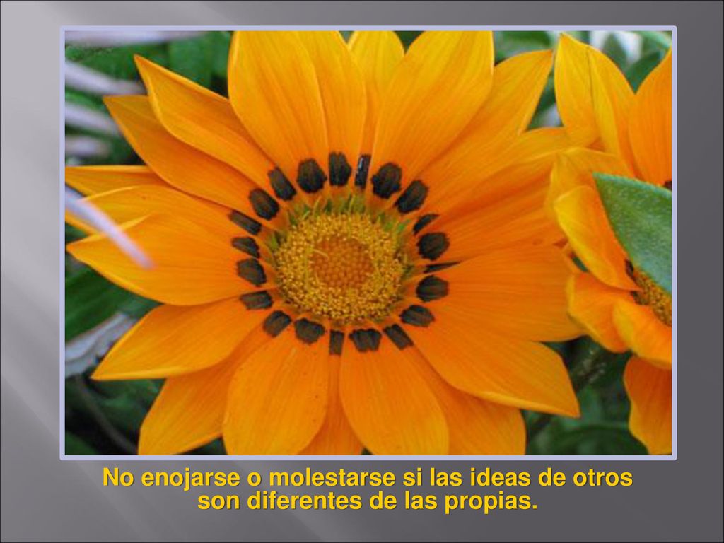 No enojarse o molestarse si las ideas de otros son diferentes de las propias.