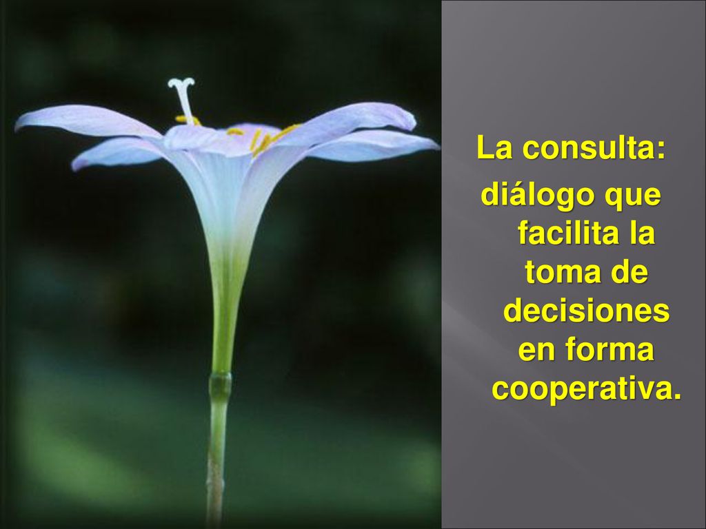 La consulta: diálogo que facilita la toma de decisiones en forma cooperativa.