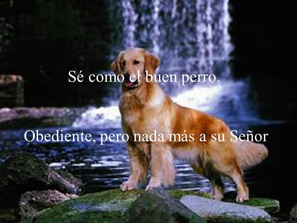 Sé como el buen perro. Obediente, pero nada más a su Señor