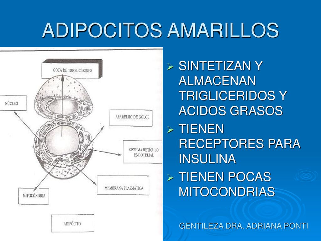 ADIPOCITOS AMARILLOS SINTETIZAN Y ALMACENAN TRIGLICERIDOS Y ACIDOS GRASOS. TIENEN RECEPTORES PARA INSULINA.