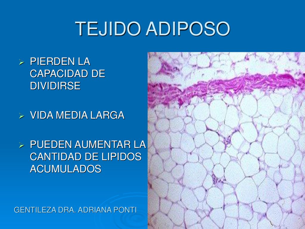 TEJIDO ADIPOSO PIERDEN LA CAPACIDAD DE DIVIDIRSE VIDA MEDIA LARGA