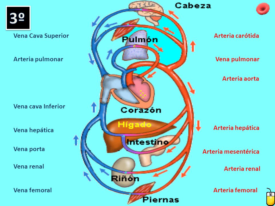 3º Vena Cava Superior Arteria carótida Arteria pulmonar Vena pulmonar