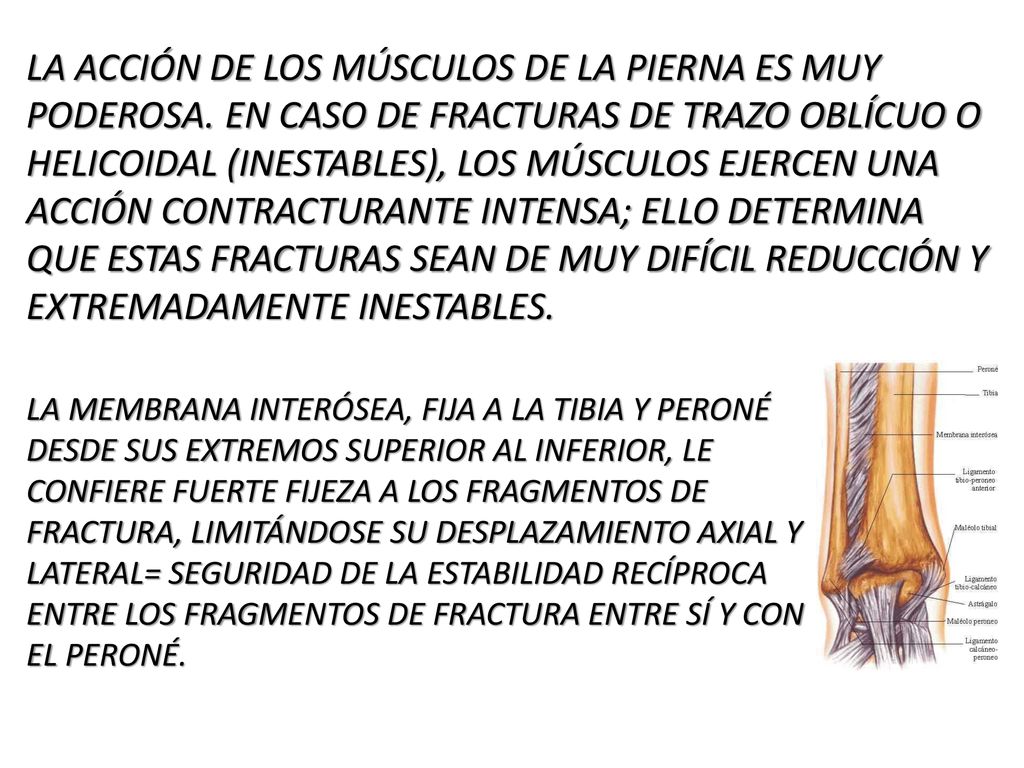 LA ACCIÓN DE LOS MÚSCULOS DE LA PIERNA ES MUY PODEROSA