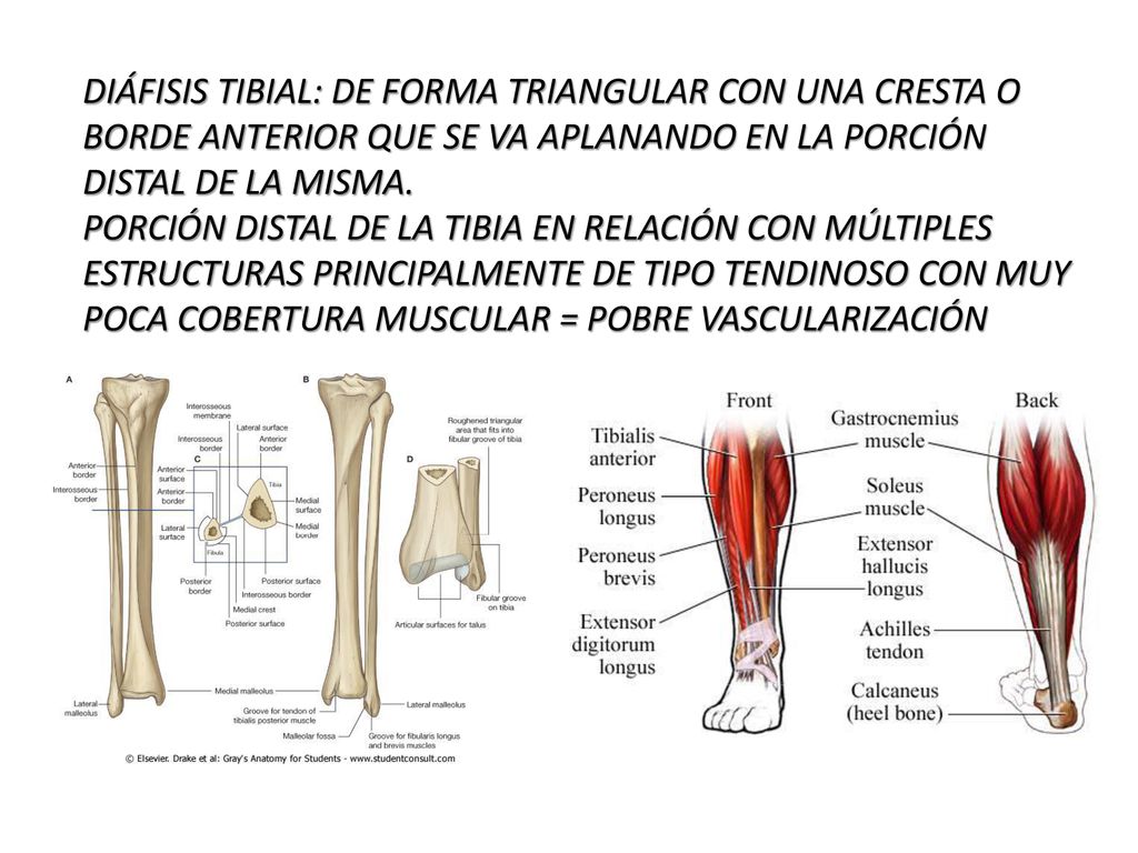 DIÁFISIS TIBIAL: DE FORMA TRIANGULAR CON UNA CRESTA O BORDE ANTERIOR QUE SE VA APLANANDO EN LA PORCIÓN DISTAL DE LA MISMA.