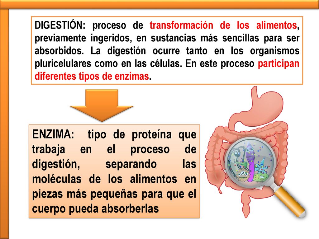 DIGESTIÓN: proceso de transformación de los alimentos, previamente ingeridos, en sustancias más sencillas para ser absorbidos. La digestión ocurre tanto en los organismos pluricelulares como en las células. En este proceso participan diferentes tipos de enzimas.