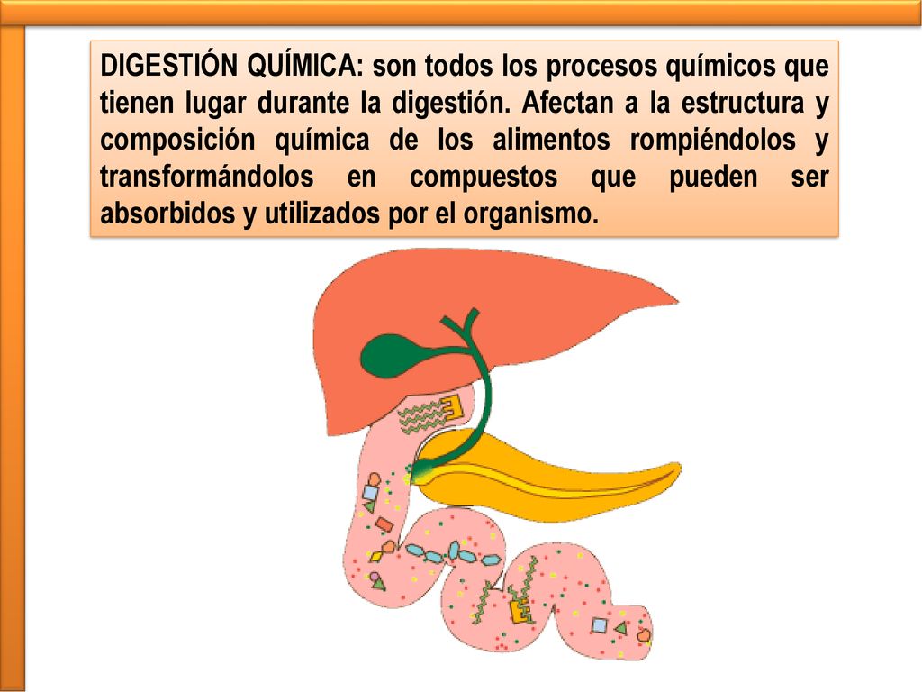 DIGESTIÓN QUÍMICA: son todos los procesos químicos que tienen lugar durante la digestión.