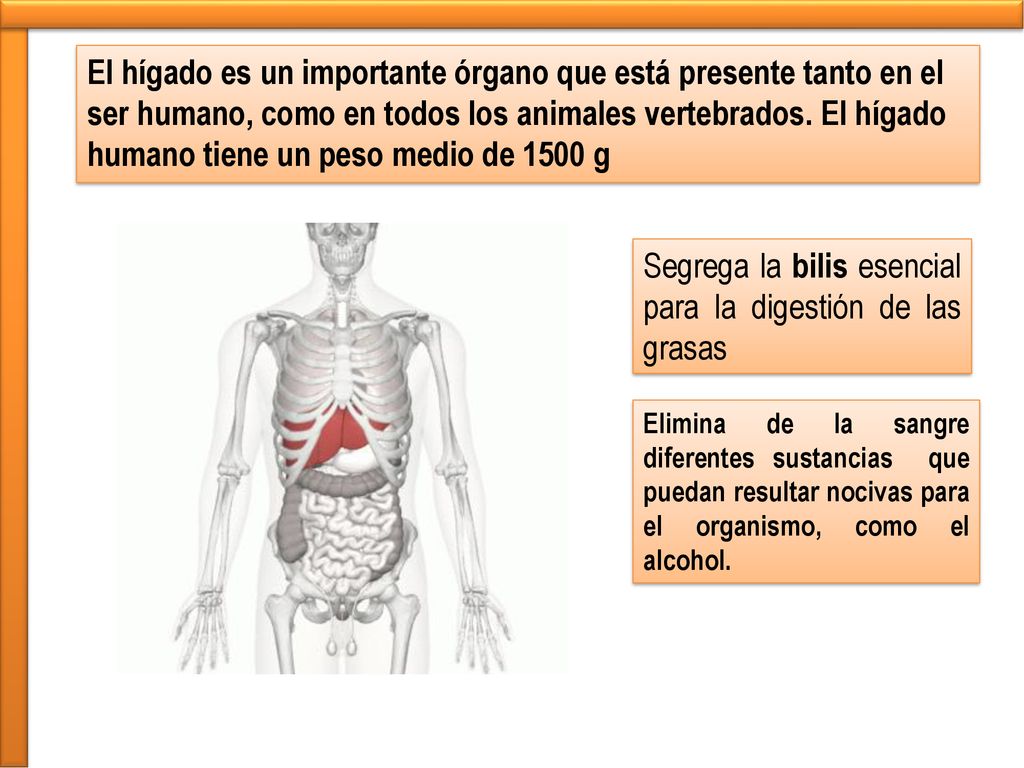Segrega la bilis esencial para la digestión de las grasas