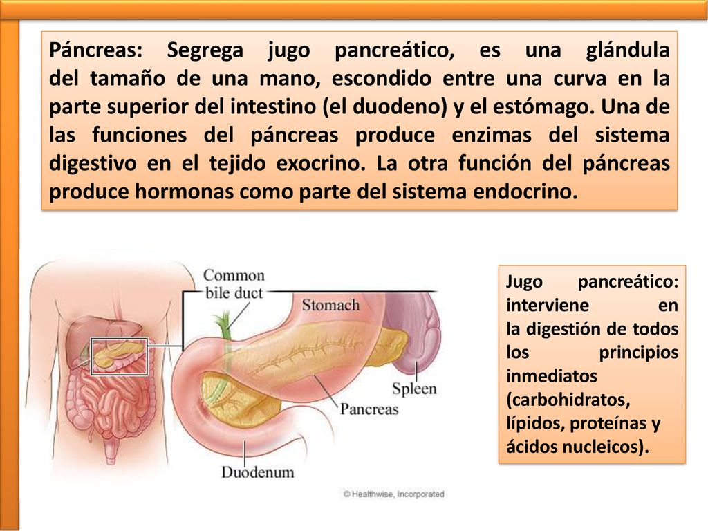 Páncreas: Segrega jugo pancreático, es una glándula del tamaño de una mano, escondido entre una curva en la parte superior del intestino (el duodeno) y el estómago. Una de las funciones del páncreas produce enzimas del sistema digestivo en el tejido exocrino. La otra función del páncreas produce hormonas como parte del sistema endocrino.