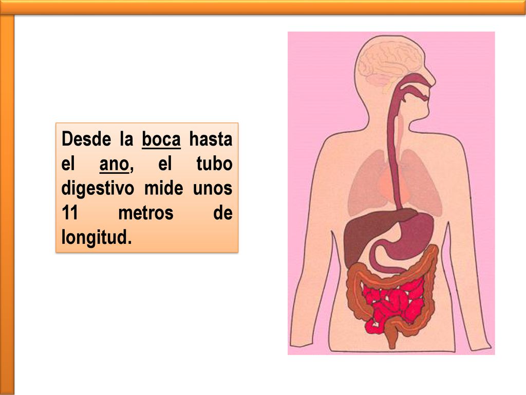 Desde la boca hasta el ano, el tubo digestivo mide unos 11 metros de longitud.