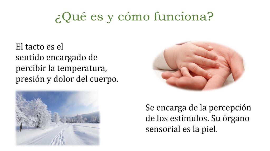 ¿Qué es y cómo funciona El tacto es el sentido encargado de percibir la temperatura, presión y dolor del cuerpo.