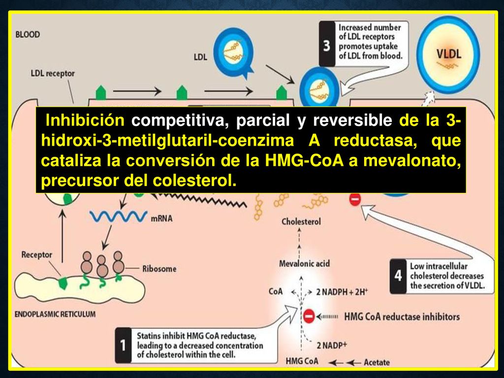 Inhibición competitiva, parcial y reversible de la 3-hidroxi-3-metilglutaril-coenzima A reductasa, que cataliza la conversión de la HMG-CoA a mevalonato, precursor del colesterol.