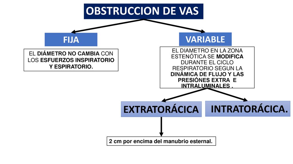 EL DIÁMETRO NO CAMBIA CON LOS ESFUERZOS INSPIRATORIO Y ESPIRATORIO.