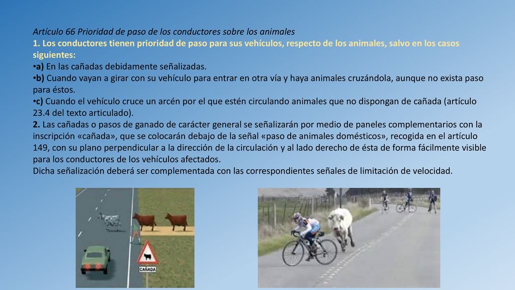 Artículo 66 Prioridad de paso de los conductores sobre los animales