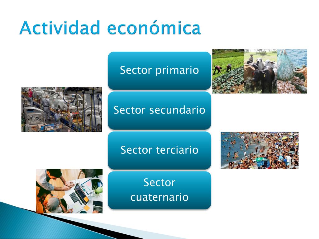 Actividad económica Sector primario Sector secundario Sector terciario