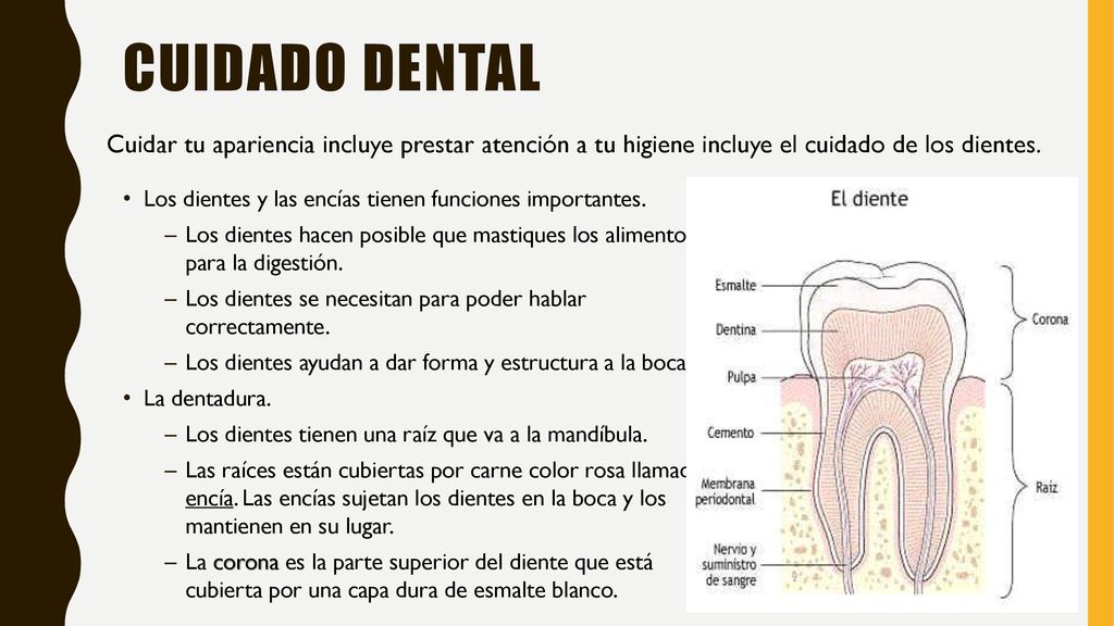 Cuidado Dental Cuidar tu apariencia incluye prestar atención a tu higiene incluye el cuidado de los dientes.