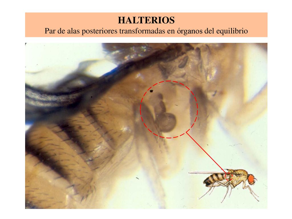 Par de alas posteriores transformadas en órganos del equilibrio