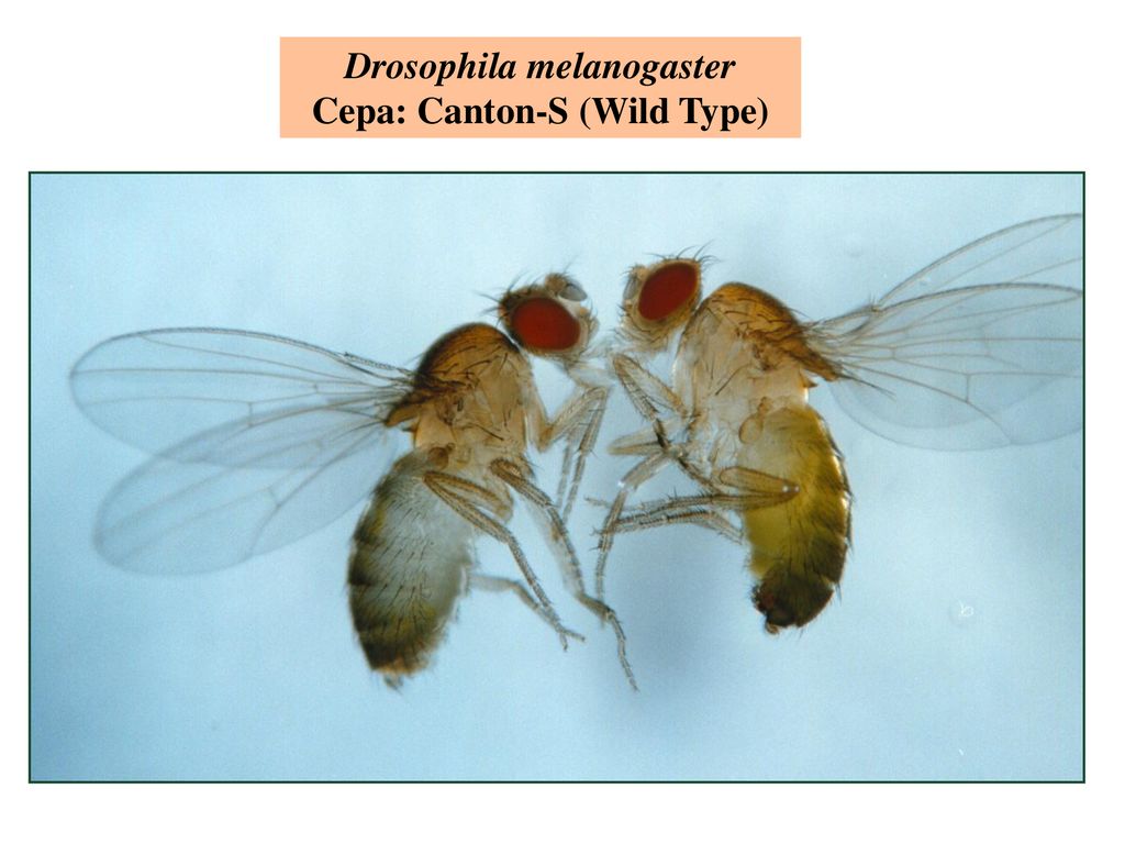 Drosophila melanogaster Cepa: Canton-S (Wild Type)