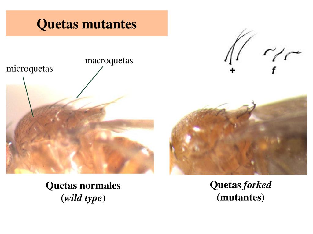 Quetas mutantes Quetas normales Quetas forked (wild type) (mutantes)