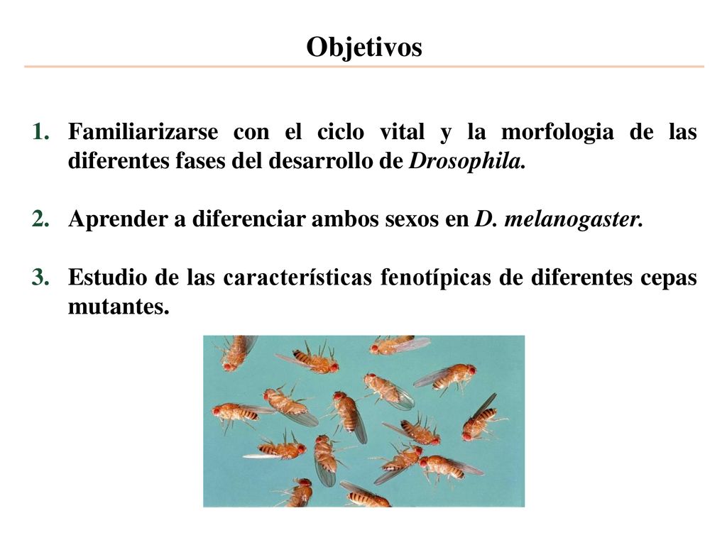 Objetivos Familiarizarse con el ciclo vital y la morfologia de las diferentes fases del desarrollo de Drosophila.