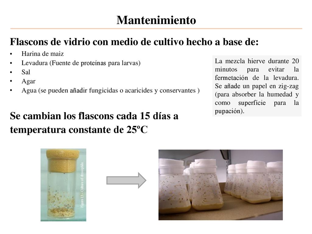 Mantenimiento Flascons de vidrio con medio de cultivo hecho a base de: