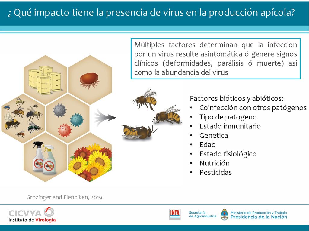¿ Qué impacto tiene la presencia de virus en la producción apícola