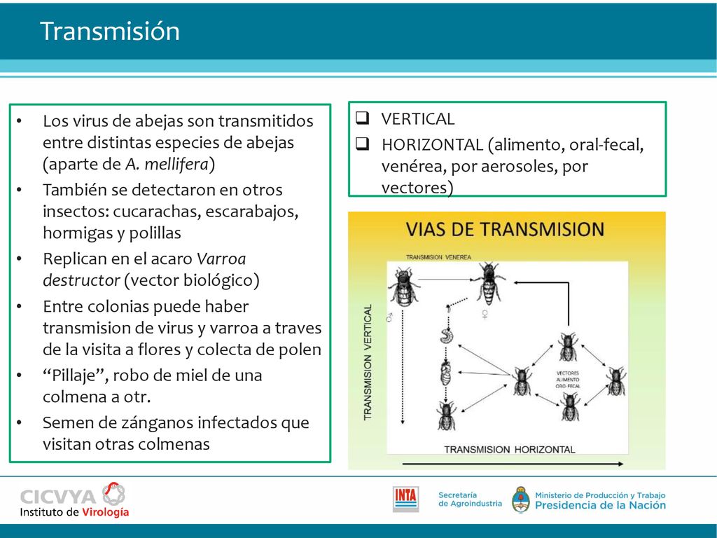 Transmisión Los virus de abejas son transmitidos entre distintas especies de abejas (aparte de A. mellifera)