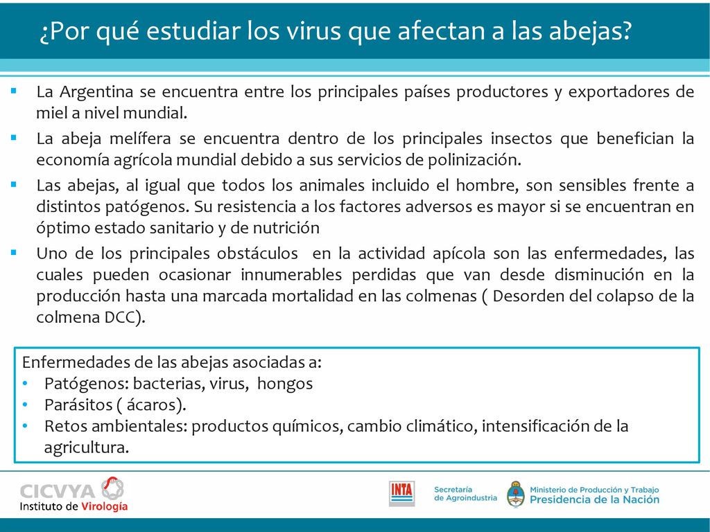 ¿Por qué estudiar los virus que afectan a las abejas
