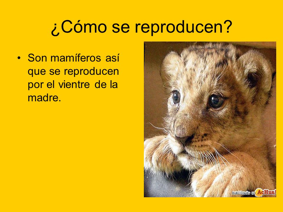 ¿Cómo se reproducen Son mamíferos así que se reproducen por el vientre de la madre.
