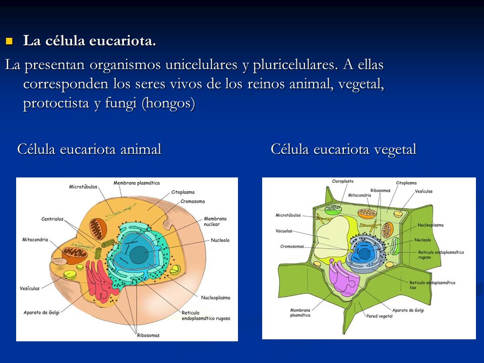 La célula eucariota.