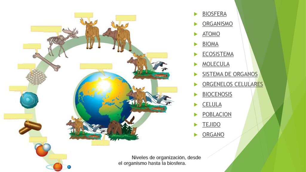 BIOSFERA ORGANISMO. ATOMO. BIOMA. ECOSISTEMA. MOLECULA. SISTEMA DE ORGANOS. ORGENELOS CELULARES.