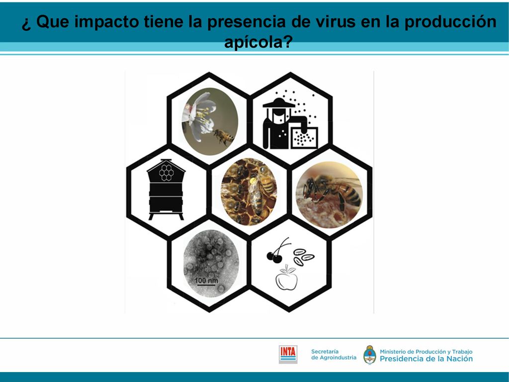 ¿ Que impacto tiene la presencia de virus en la producción apícola