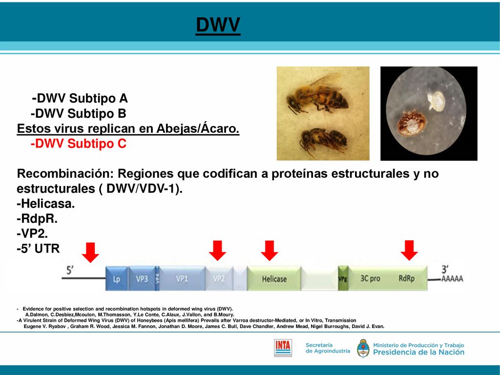 DWV -DWV Subtipo A -DWV Subtipo B