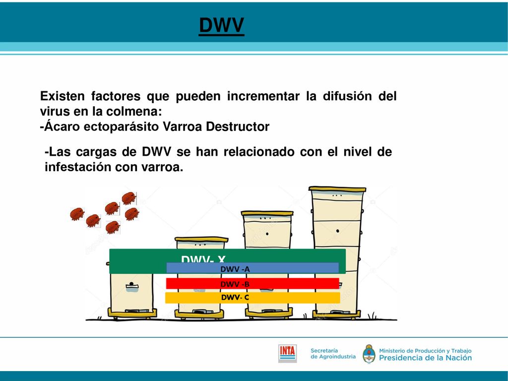 DWV Existen factores que pueden incrementar la difusión del virus en la colmena: -Ácaro ectoparásito Varroa Destructor.