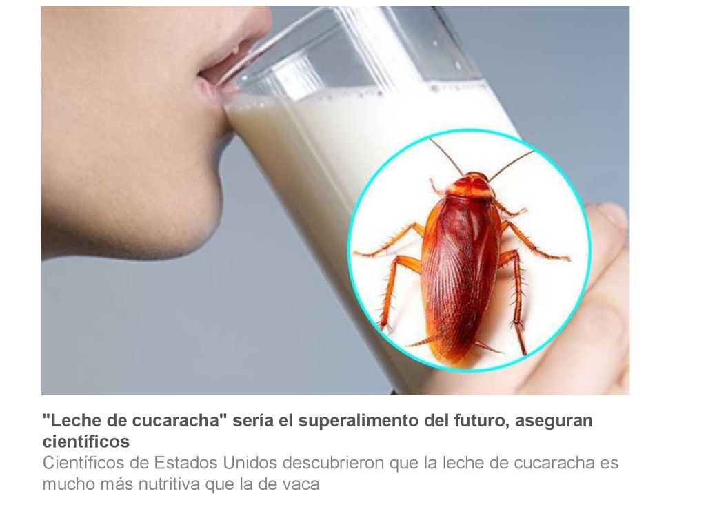 Leche de cucaracha sería el superalimento del futuro, aseguran científicos