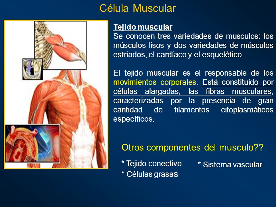 Célula Muscular Otros componentes del musculo Tejido muscular
