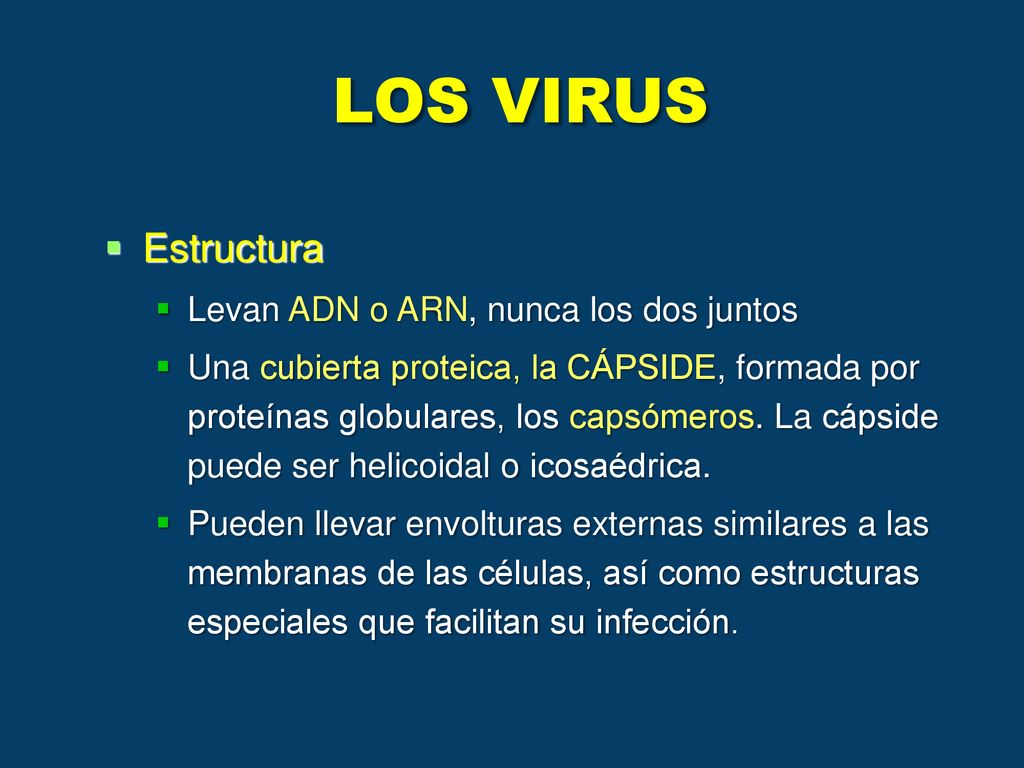 LOS VIRUS Estructura Levan ADN o ARN, nunca los dos juntos
