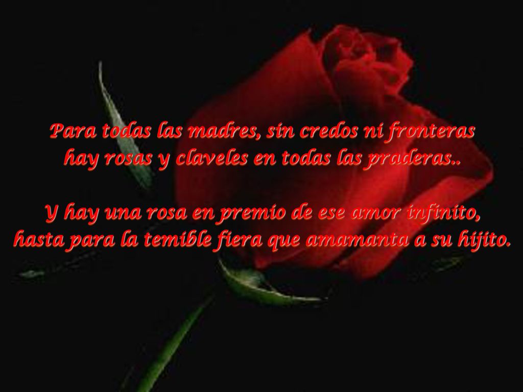 Para todas las madres, sin credos ni fronteras hay rosas y claveles en todas las praderas..