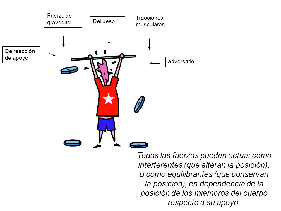 Fuerza de gravedad Tracciones musculares. Del peso. De reacción de apoyo. adversario.