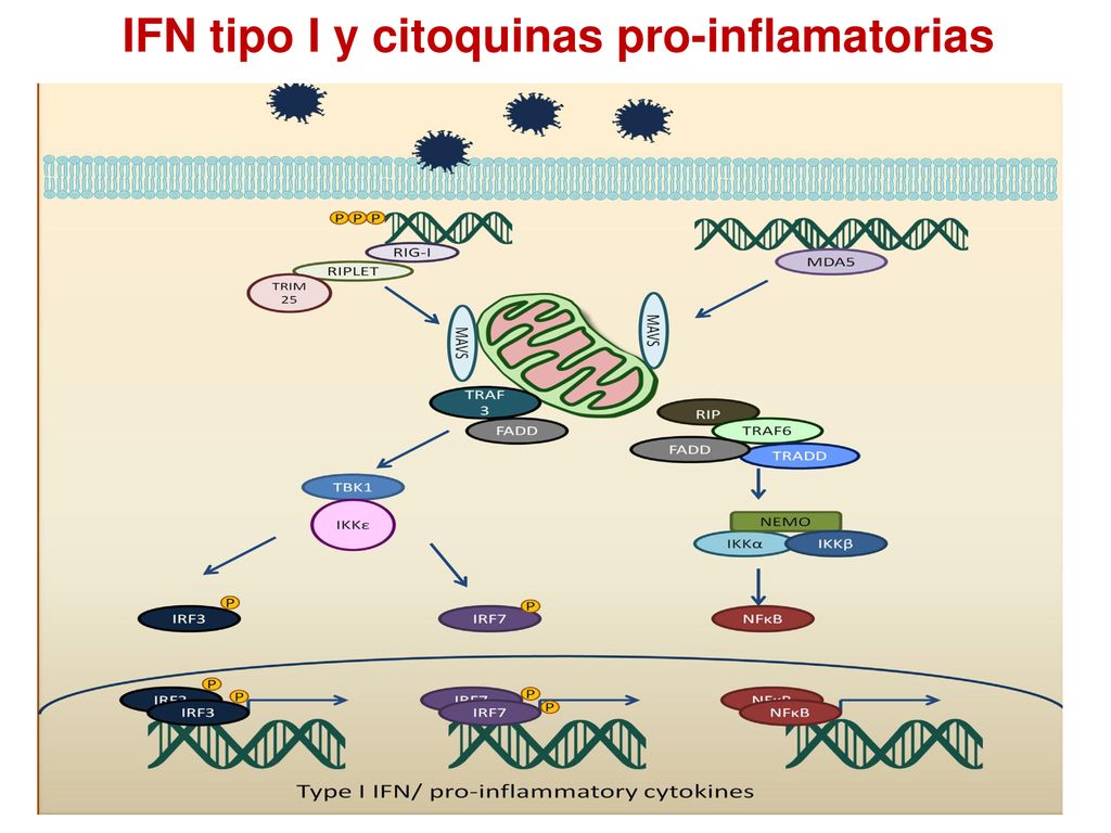 IFN tipo I y citoquinas pro-inflamatorias