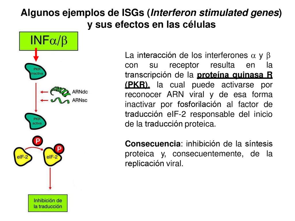 Algunos ejemplos de ISGs (Interferon stimulated genes) y sus efectos en las células