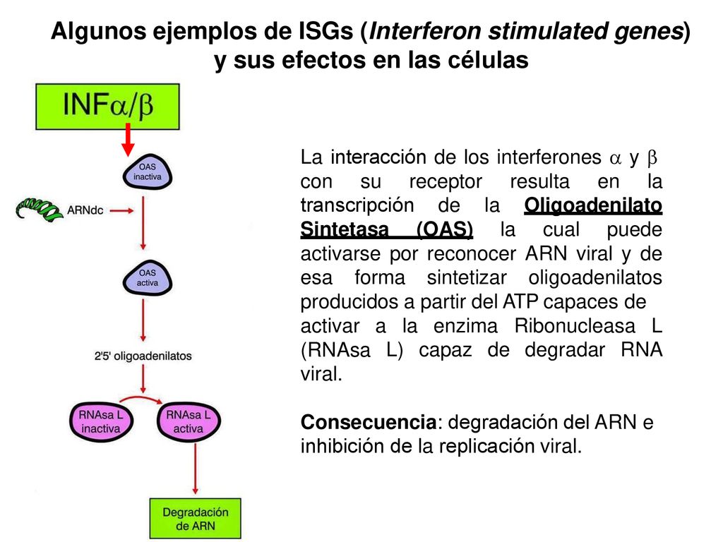 Algunos ejemplos de ISGs (Interferon stimulated genes) y sus efectos en las células