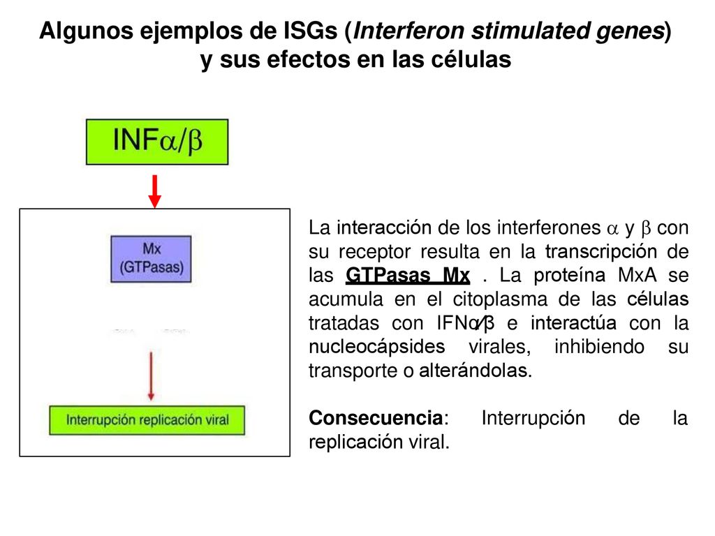 Algunos ejemplos de ISGs (Interferon stimulated genes) y sus efectos en las células